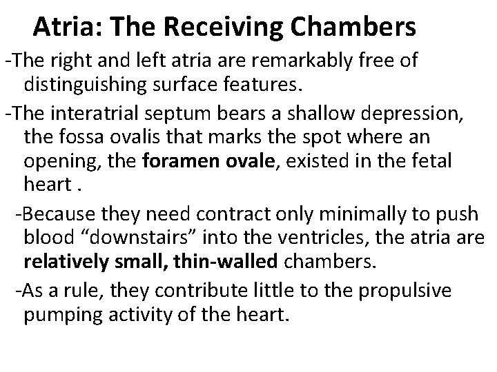 Atria: The Receiving Chambers -The right and left atria are remarkably free of distinguishing