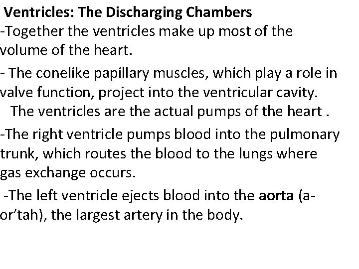 Ventricles: The Discharging Chambers -Together the ventricles make up most of the volume of