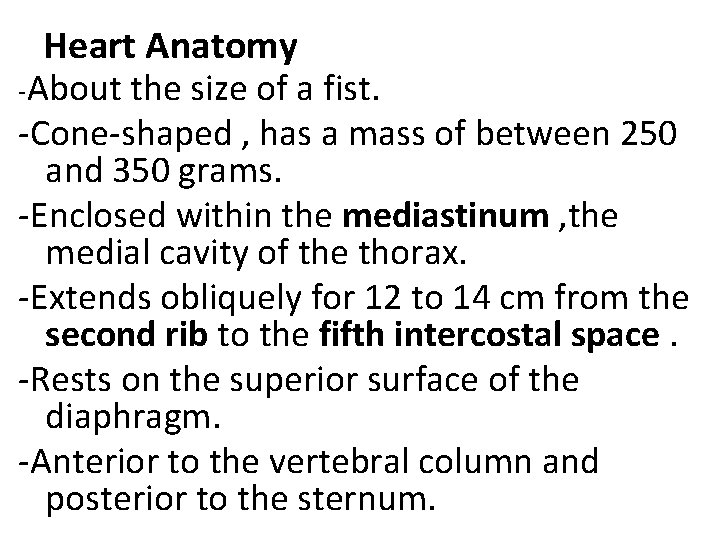 Heart Anatomy -About the size of a fist. -Cone-shaped , has a mass of