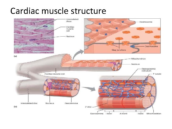 Cardiac muscle structure 