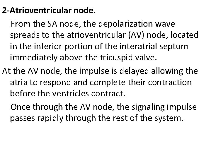 2 -Atrioventricular node. From the SA node, the depolarization wave spreads to the atrioventricular