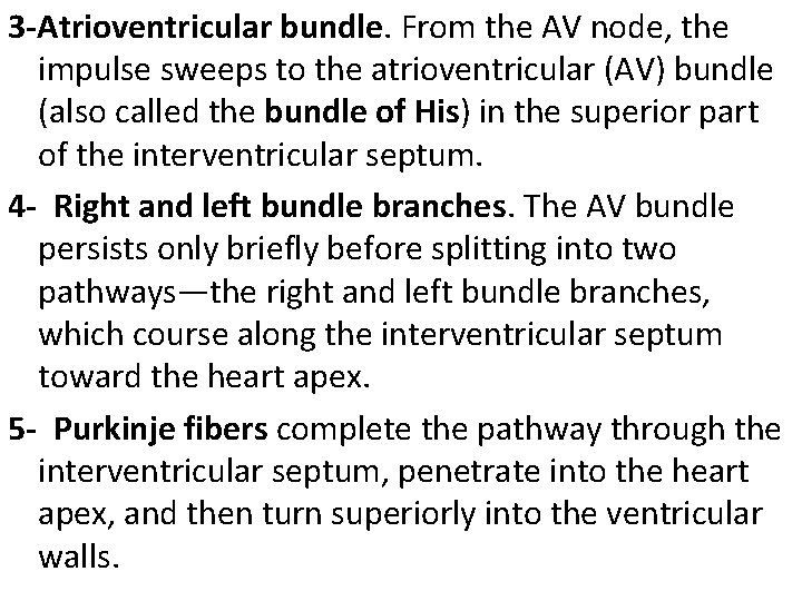 3 -Atrioventricular bundle. From the AV node, the impulse sweeps to the atrioventricular (AV)