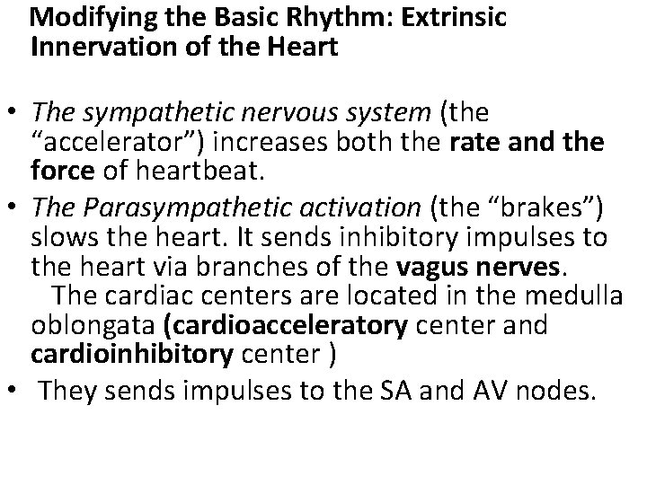 Modifying the Basic Rhythm: Extrinsic Innervation of the Heart • The sympathetic nervous system