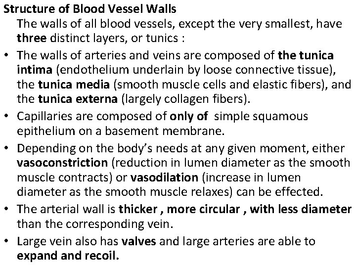 Structure of Blood Vessel Walls The walls of all blood vessels, except the very