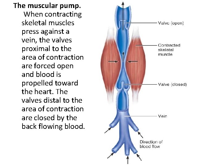 The muscular pump. When contracting skeletal muscles press against a vein, the valves proximal