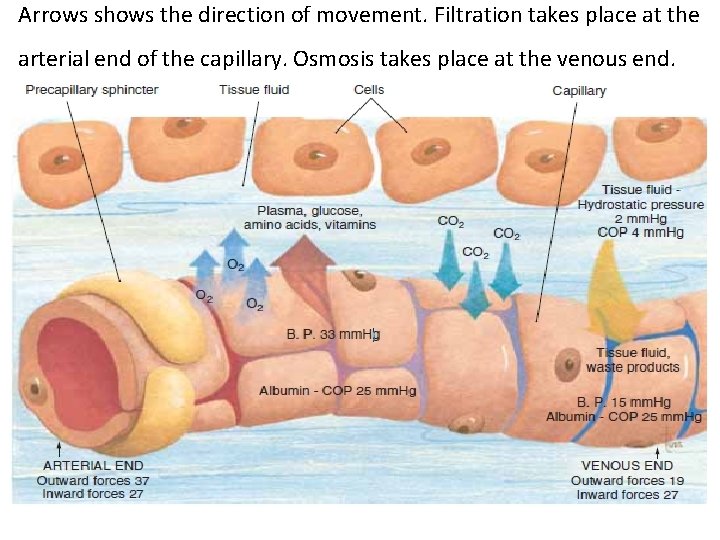 Arrows shows the direction of movement. Filtration takes place at the arterial end of