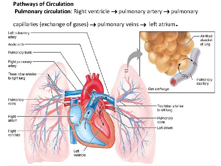 Pathways of Circulation Pulmonary circulation: Right ventricle pulmonary artery pulmonary capillaries (exchange of gases)