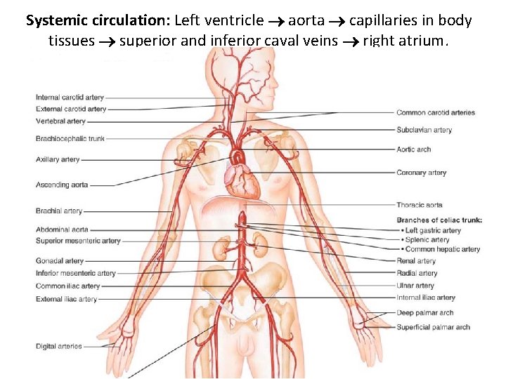 Systemic circulation: Left ventricle aorta capillaries in body tissues superior and inferior caval veins