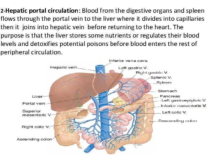 2 -Hepatic portal circulation: Blood from the digestive organs and spleen flows through the