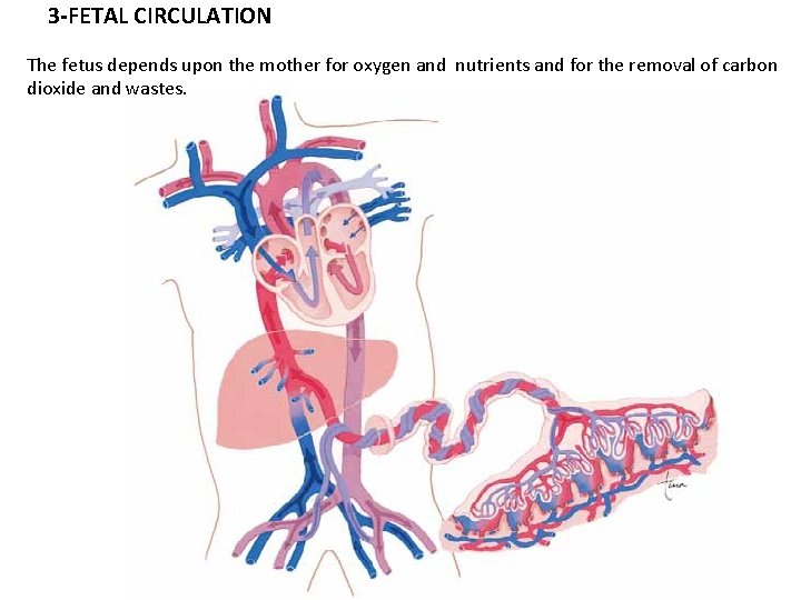 3 -FETAL CIRCULATION The fetus depends upon the mother for oxygen and nutrients and