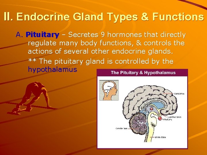 II. Endocrine Gland Types & Functions A. Pituitary – Secretes 9 hormones that directly II. Endocrine Gland Types & Functions A. Pituitary – Secretes 9 hormones that directly