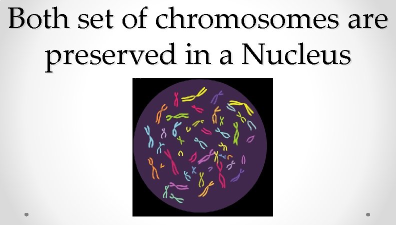 Both set of chromosomes are preserved in a Nucleus Both set of chromosomes are preserved in a Nucleus