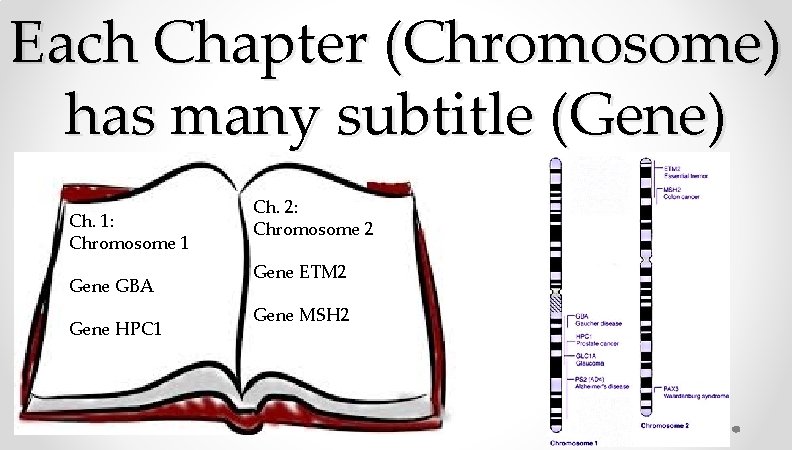 Each Chapter (Chromosome) has many subtitle (Gene) Ch. 1: Chromosome 1 Gene GBA Gene Each Chapter (Chromosome) has many subtitle (Gene) Ch. 1: Chromosome 1 Gene GBA Gene