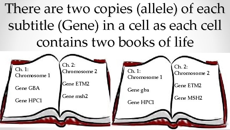 There are two copies (allele) of each subtitle (Gene) in a cell as each There are two copies (allele) of each subtitle (Gene) in a cell as each