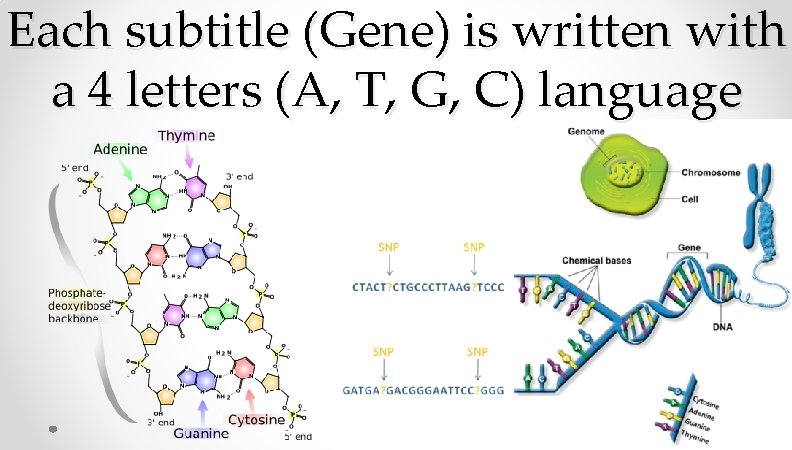 Each subtitle (Gene) is written with a 4 letters (A, T, G, C) language Each subtitle (Gene) is written with a 4 letters (A, T, G, C) language