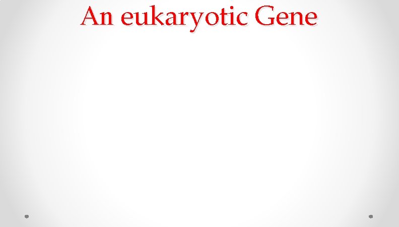 An eukaryotic Gene An eukaryotic Gene