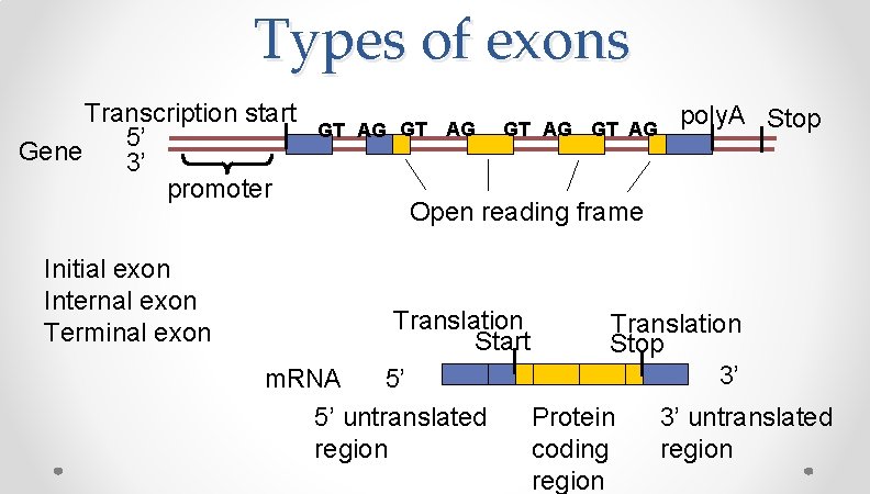 Types of exons Transcription start 5’ Gene 3’ promoter Initial exon Internal exon Terminal Types of exons Transcription start 5’ Gene 3’ promoter Initial exon Internal exon Terminal