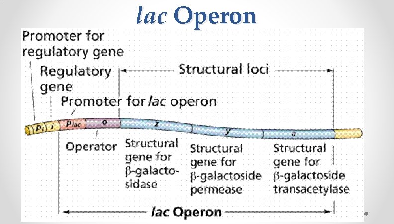 lac Operon lac Operon