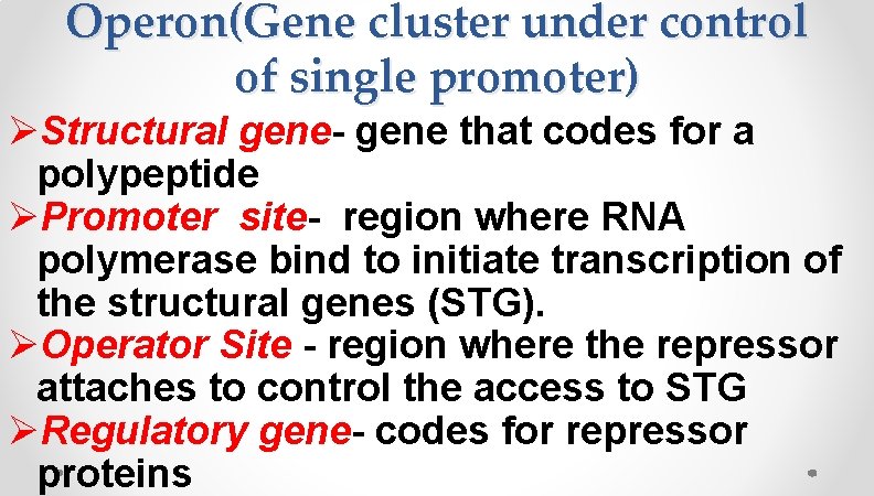 Operon(Gene cluster under control of single promoter) ØStructural gene- gene that codes for a Operon(Gene cluster under control of single promoter) ØStructural gene- gene that codes for a