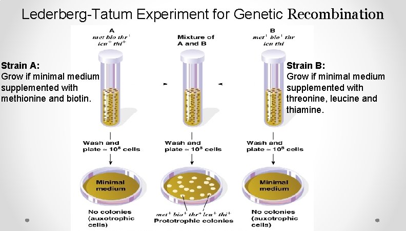 Lederberg-Tatum Experiment for Genetic Recombination Strain A: Grow if minimal medium supplemented with methionine Lederberg-Tatum Experiment for Genetic Recombination Strain A: Grow if minimal medium supplemented with methionine