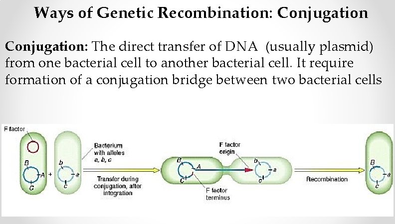 Ways of Genetic Recombination: Conjugation: The direct transfer of DNA (usually plasmid) from one Ways of Genetic Recombination: Conjugation: The direct transfer of DNA (usually plasmid) from one