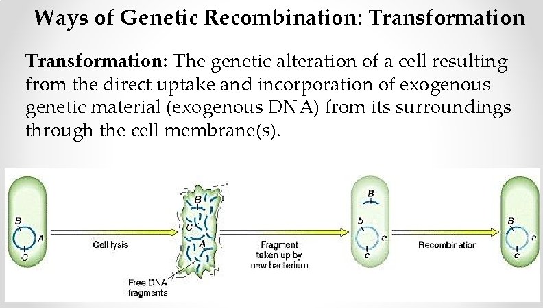 Ways of Genetic Recombination: Transformation: The genetic alteration of a cell resulting from the Ways of Genetic Recombination: Transformation: The genetic alteration of a cell resulting from the