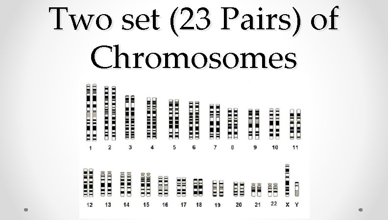 Two set (23 Pairs) of Chromosomes Two set (23 Pairs) of Chromosomes
