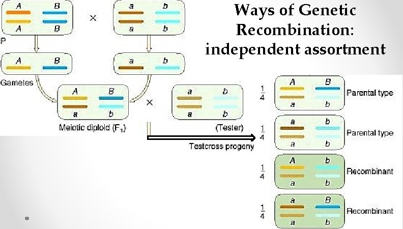 Ways of Genetic Recombination: independent assortment Ways of Genetic Recombination: independent assortment