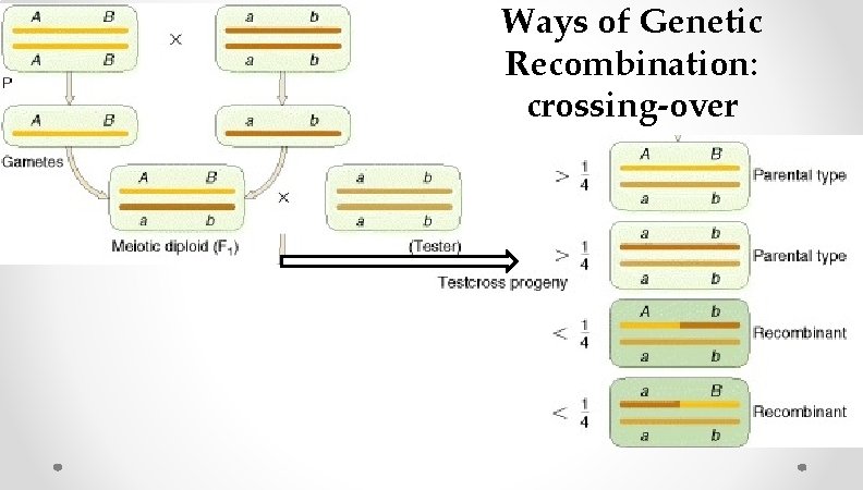 Ways of Genetic Recombination: crossing-over Ways of Genetic Recombination: crossing-over