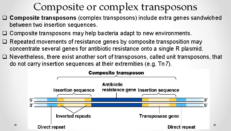 Composite or complex transposons q Composite transposons (complex transposons) include extra genes sandwiched between Composite or complex transposons q Composite transposons (complex transposons) include extra genes sandwiched between