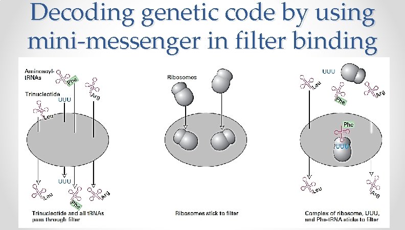 Decoding genetic code by using mini-messenger in filter binding Decoding genetic code by using mini-messenger in filter binding