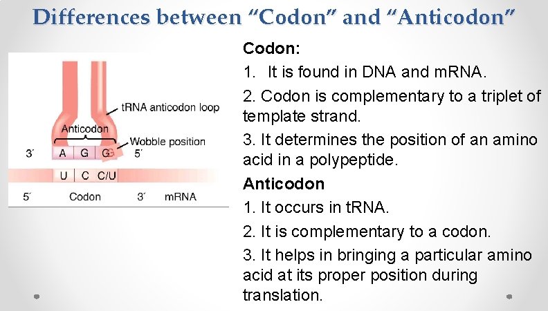 Differences between “Codon” and “Anticodon” Codon: 1. It is found in DNA and m. Differences between “Codon” and “Anticodon” Codon: 1. It is found in DNA and m.