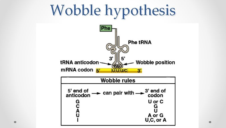 Wobble hypothesis Wobble hypothesis