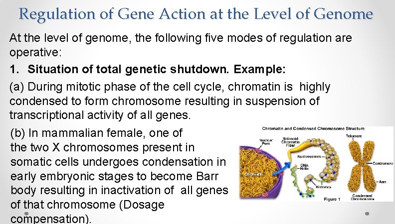 Regulation of Gene Action at the Level of Genome At the level of genome, Regulation of Gene Action at the Level of Genome At the level of genome,