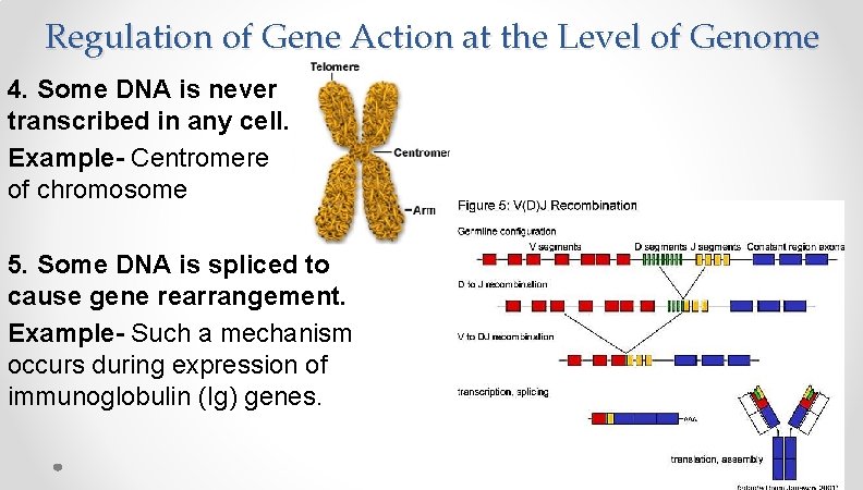 Regulation of Gene Action at the Level of Genome 4. Some DNA is never Regulation of Gene Action at the Level of Genome 4. Some DNA is never