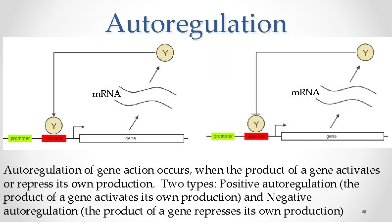 Autoregulation m. RNA Autoregulation of gene action occurs, when the product of a gene Autoregulation m. RNA Autoregulation of gene action occurs, when the product of a gene