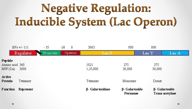 BPs +/- 111 Regulator - 35 Promoter -26 0 3063 800 Lac Z Operator BPs +/- 111 Regulator - 35 Promoter -26 0 3063 800 Lac Z Operator