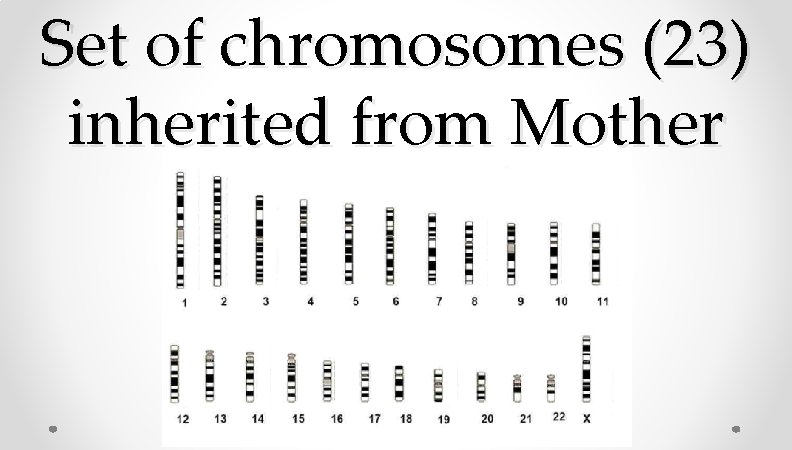 Set of chromosomes (23) inherited from Mother Set of chromosomes (23) inherited from Mother