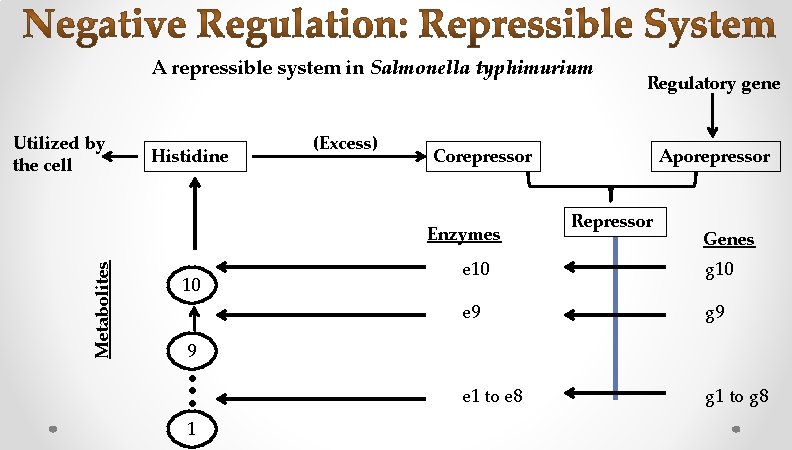 A repressible system in Salmonella typhimurium Utilized by the cell Histidine (Excess) Corepressor Metabolites A repressible system in Salmonella typhimurium Utilized by the cell Histidine (Excess) Corepressor Metabolites