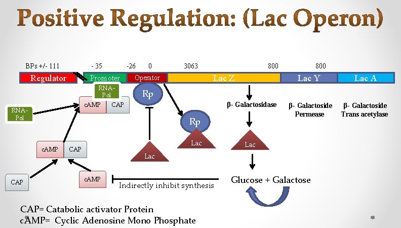 BPs +/- 111 - 35 Regulator Operator RNAPol Rp 3063 800 Lac Z β- BPs +/- 111 - 35 Regulator Operator RNAPol Rp 3063 800 Lac Z β-