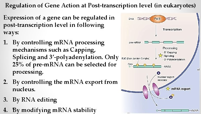 Regulation of Gene Action at Post-transcription level (in eukaryotes) Expression of a gene can Regulation of Gene Action at Post-transcription level (in eukaryotes) Expression of a gene can