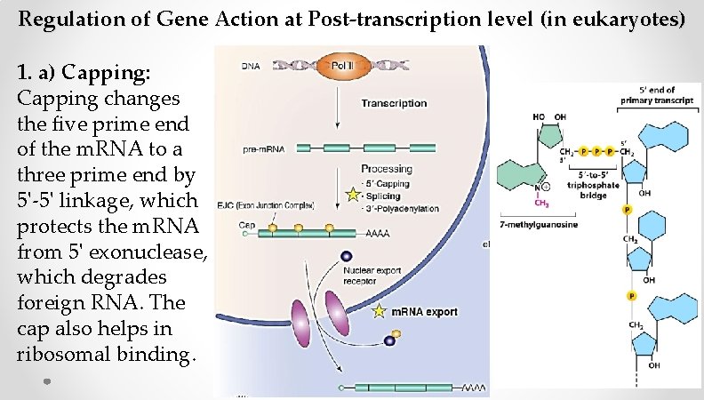 Regulation of Gene Action at Post-transcription level (in eukaryotes) 1. a) Capping: Capping changes Regulation of Gene Action at Post-transcription level (in eukaryotes) 1. a) Capping: Capping changes
