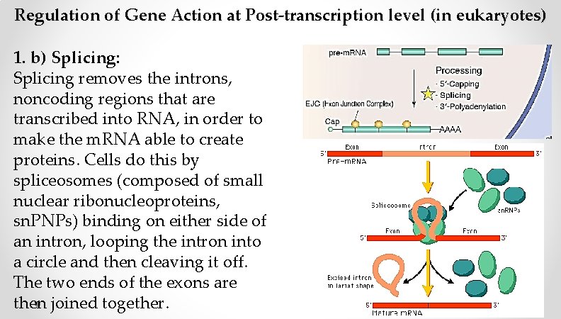 Regulation of Gene Action at Post-transcription level (in eukaryotes) 1. b) Splicing: Splicing removes Regulation of Gene Action at Post-transcription level (in eukaryotes) 1. b) Splicing: Splicing removes