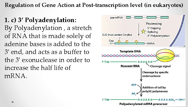 Regulation of Gene Action at Post-transcription level (in eukaryotes) 1. c) 3’ Polyadenylation: By Regulation of Gene Action at Post-transcription level (in eukaryotes) 1. c) 3’ Polyadenylation: By