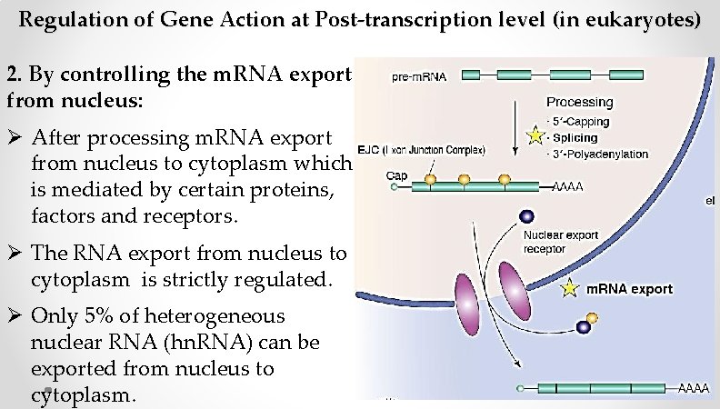 Regulation of Gene Action at Post-transcription level (in eukaryotes) 2. By controlling the m. Regulation of Gene Action at Post-transcription level (in eukaryotes) 2. By controlling the m.