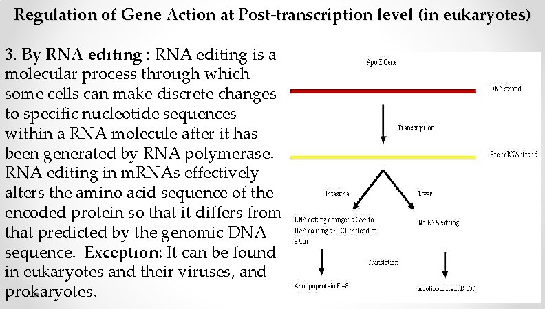 Regulation of Gene Action at Post-transcription level (in eukaryotes) 3. By RNA editing : Regulation of Gene Action at Post-transcription level (in eukaryotes) 3. By RNA editing :