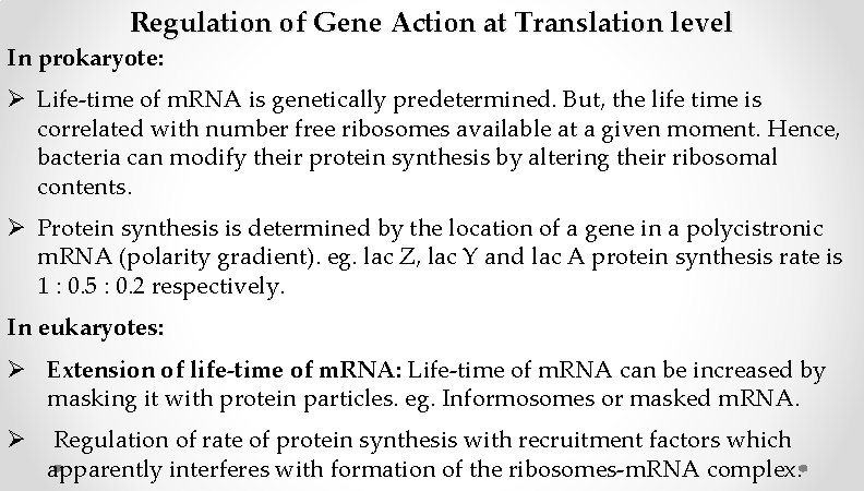 Regulation of Gene Action at Translation level In prokaryote: Ø Life-time of m. RNA Regulation of Gene Action at Translation level In prokaryote: Ø Life-time of m. RNA