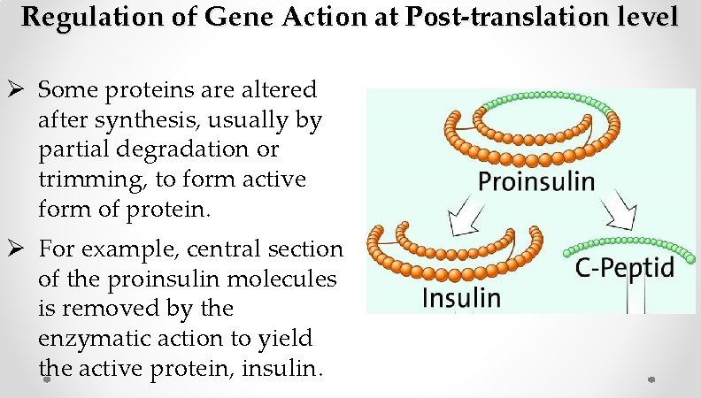 Regulation of Gene Action at Post-translation level Ø Some proteins are altered after synthesis, Regulation of Gene Action at Post-translation level Ø Some proteins are altered after synthesis,