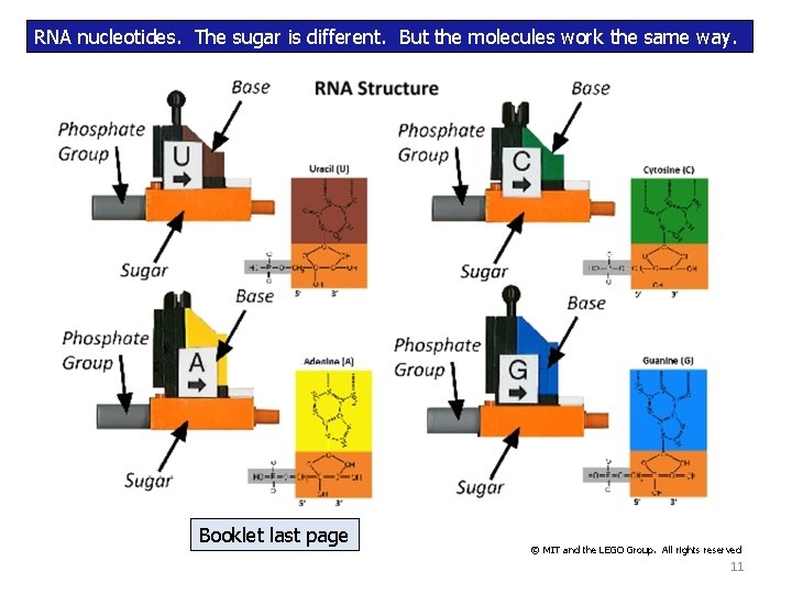 RNA nucleotides. The sugar is different. But the molecules work the same way. Booklet RNA nucleotides. The sugar is different. But the molecules work the same way. Booklet