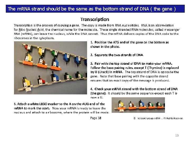 The m. RNA strand should be the same as the bottom strand of DNA The m. RNA strand should be the same as the bottom strand of DNA